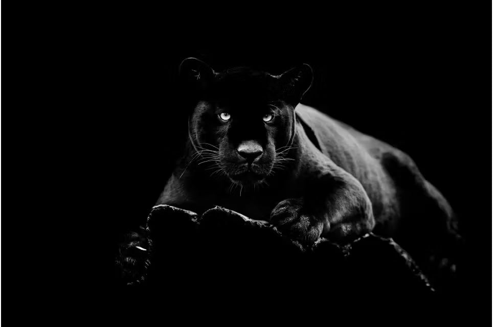 Tempered Glass W/Foil - Black Panther
