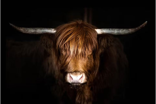 Temp Glass W/ Foil Highland Cow On Black