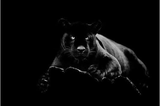 Tempered Glass W/Foil - Black Panther