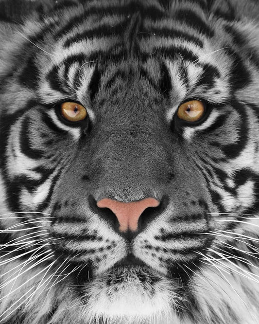Tiger Tempered Glass With Foil