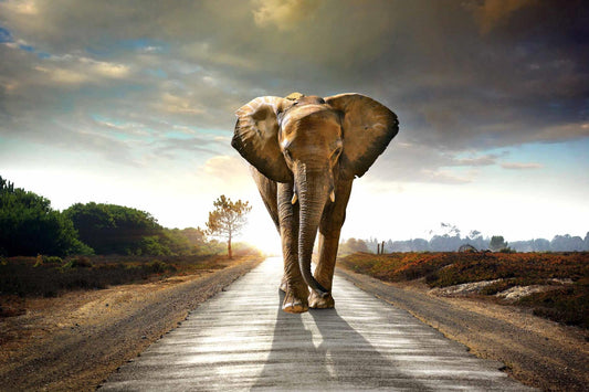 Elephant Tempered Glass With Foil