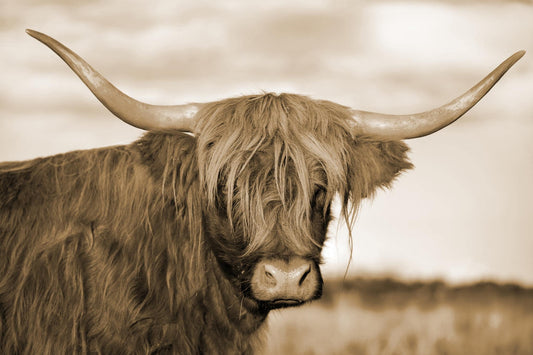 Temp Glass W/foil -Highland Cow 1