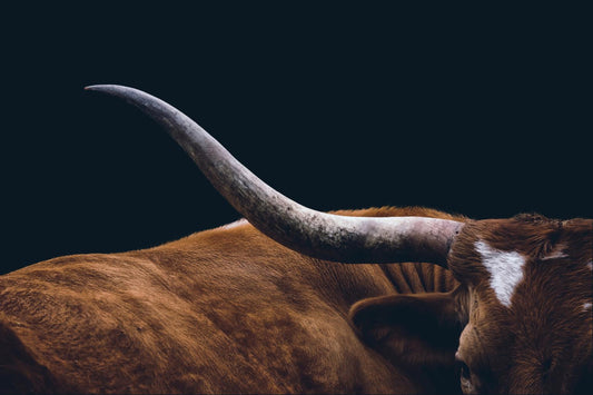Tempered Glass - Texas Longhorn